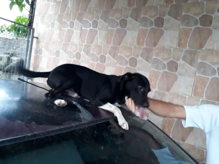Cachorro ra a Vira lata idade 2 anos nome Chiquinho e Chiquinh