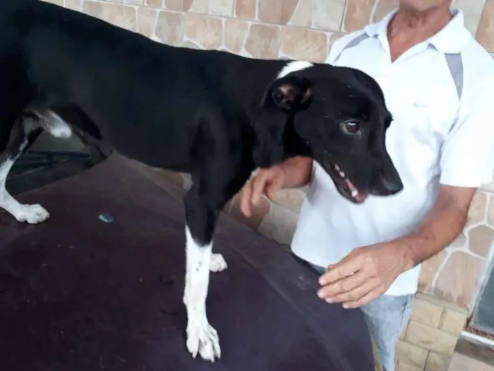 Cachorro ra a Vira lata idade 2 anos nome Chiquinho e Chiquinh