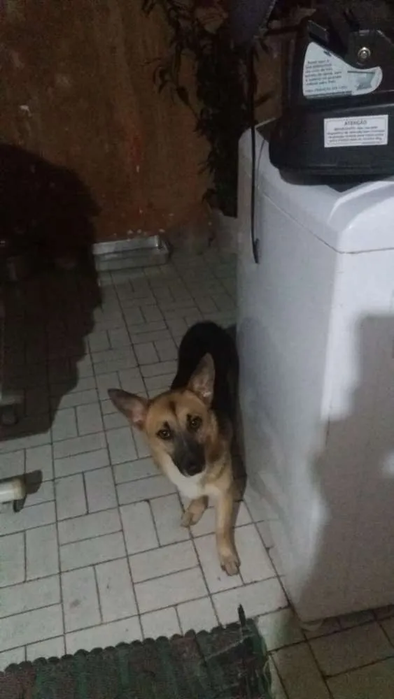 Cachorro ra a Srd idade 7 a 11 meses nome Tom