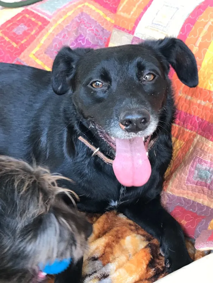 Cachorro ra a Srd idade  nome Estela
