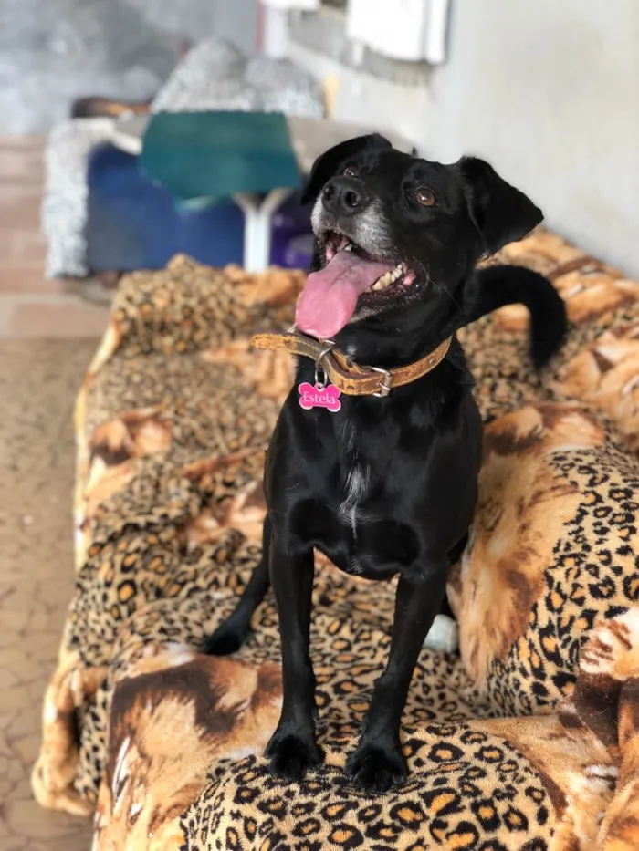 Cachorro ra a Srd idade  nome Estela
