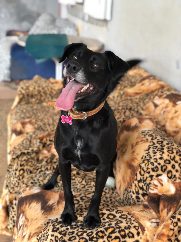 Cachorro ra a Srd idade  nome Estela
