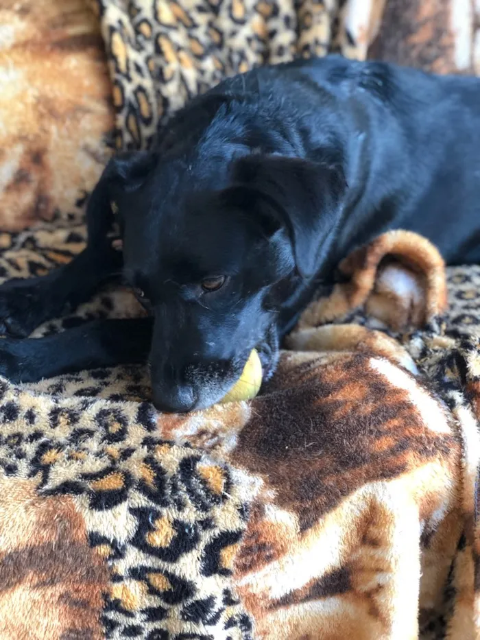 Cachorro ra a Srd idade  nome Estela