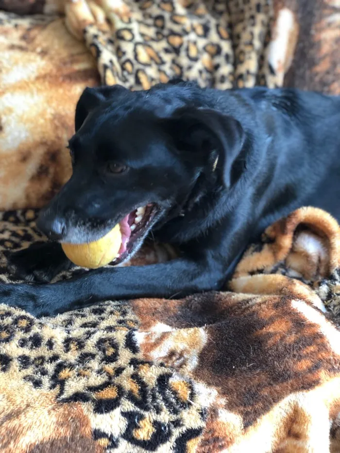 Cachorro ra a Srd idade  nome Estela