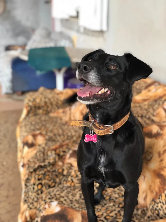 Cachorro ra a Srd idade  nome Estela