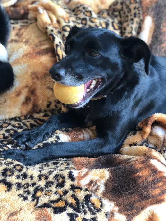 Cachorro ra a Srd idade  nome Estela