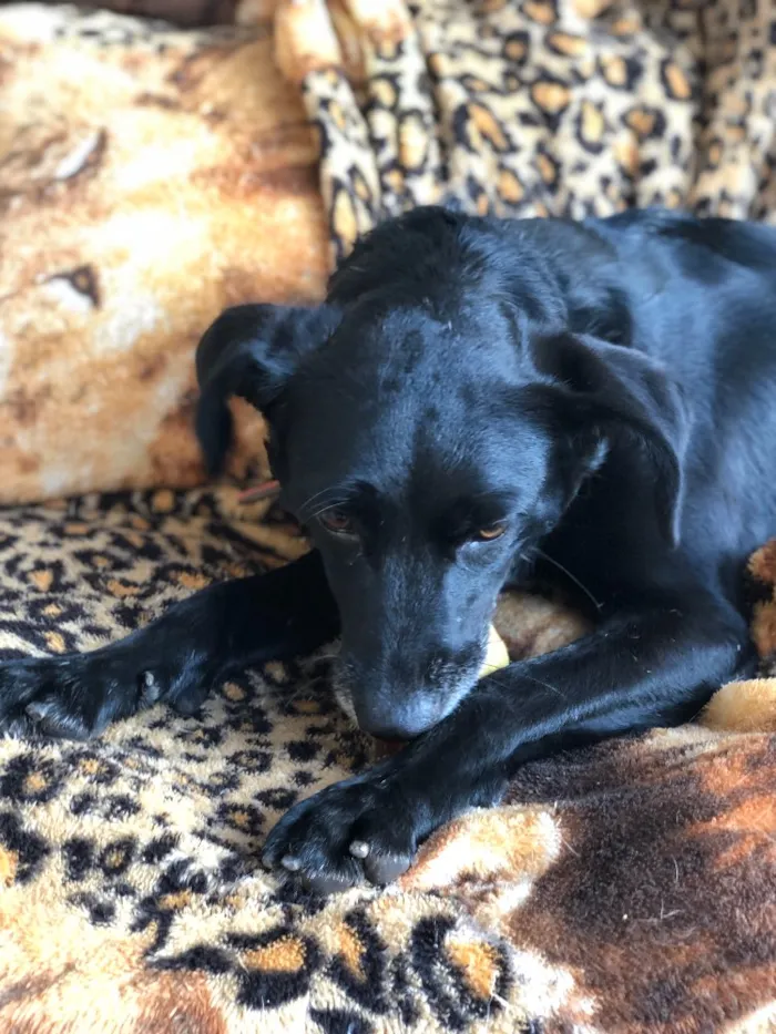 Cachorro ra a Srd idade  nome Estela