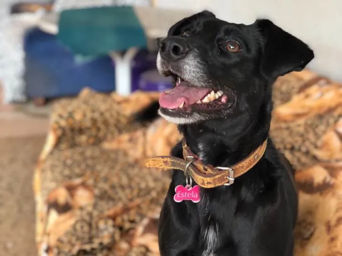 Cachorro ra a Srd idade  nome Estela