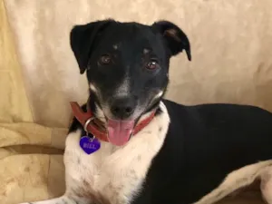 Cachorro raça Srd idade  nome Biel