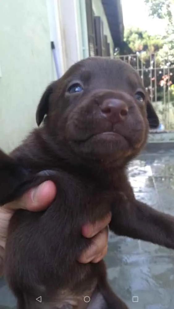 Cachorro ra a SRD idade Abaixo de 2 meses nome Lindos filhotinhos 