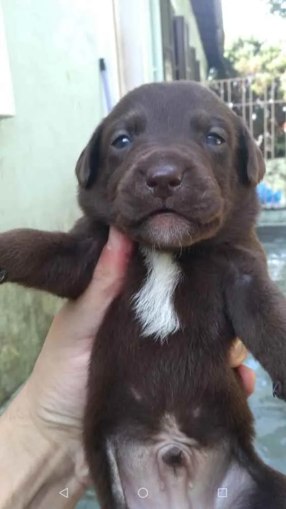 Cachorro ra a SRD idade Abaixo de 2 meses nome Lindos filhotinhos 