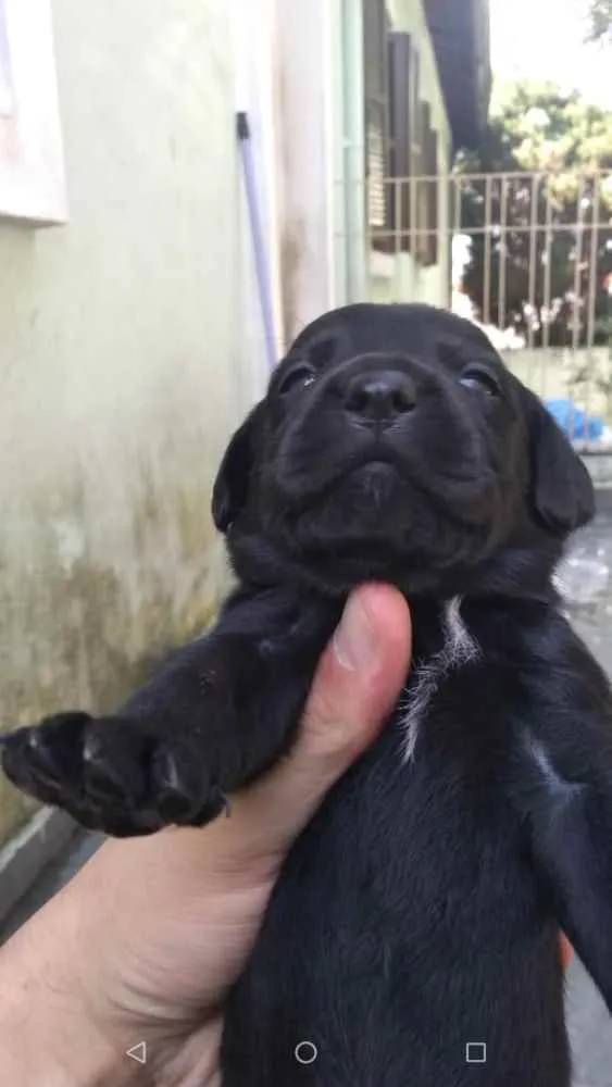 Cachorro ra a SRD idade Abaixo de 2 meses nome Lindos filhotinhos 