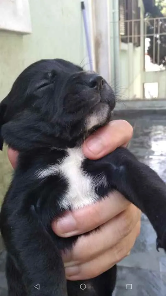 Cachorro ra a SRD idade Abaixo de 2 meses nome Lindos filhotinhos 