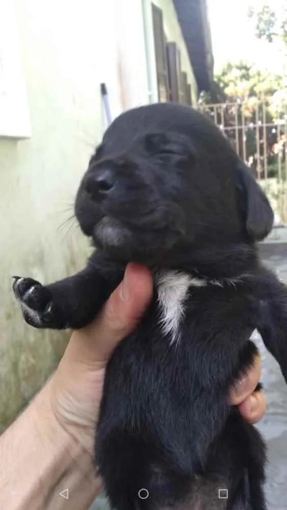 Cachorro ra a SRD idade Abaixo de 2 meses nome Lindos filhotinhos 