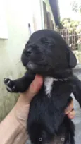 Lindos filhotinhos