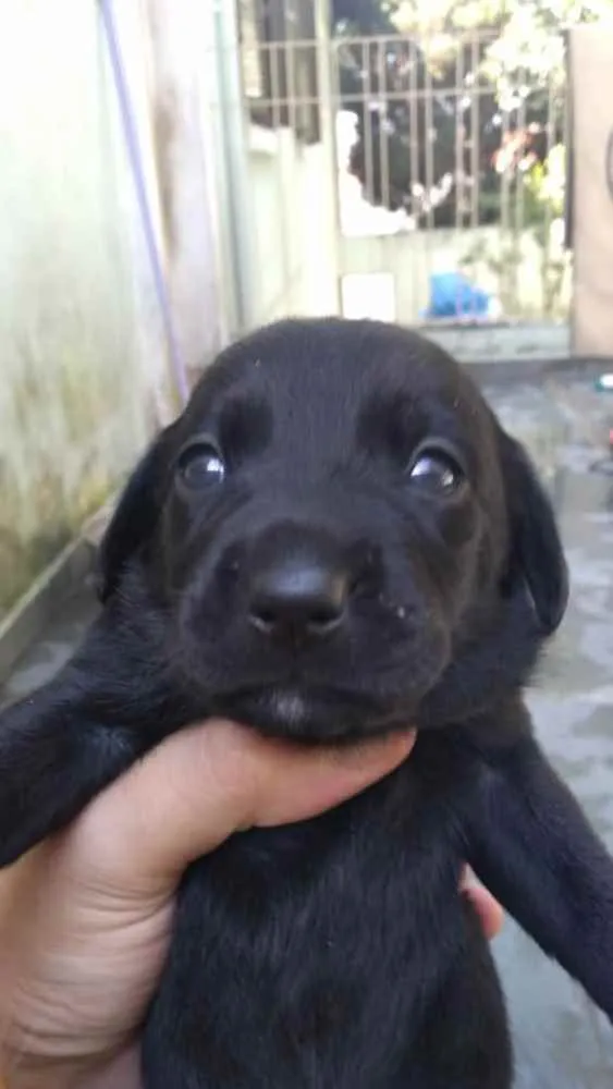 Cachorro ra a SRD idade Abaixo de 2 meses nome Lindos filhotinhos 