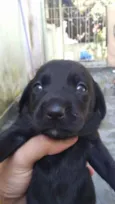 Lindos filhotinhos