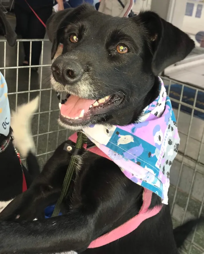 Cachorro ra a SRD  idade 3 anos nome Estela