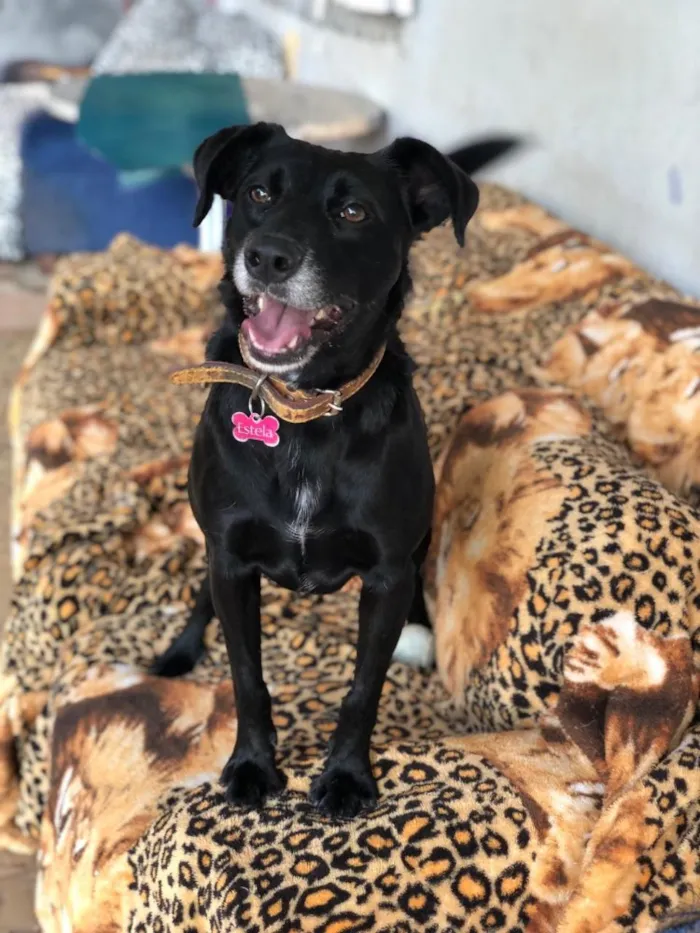 Cachorro ra a SRD  idade 3 anos nome Estela