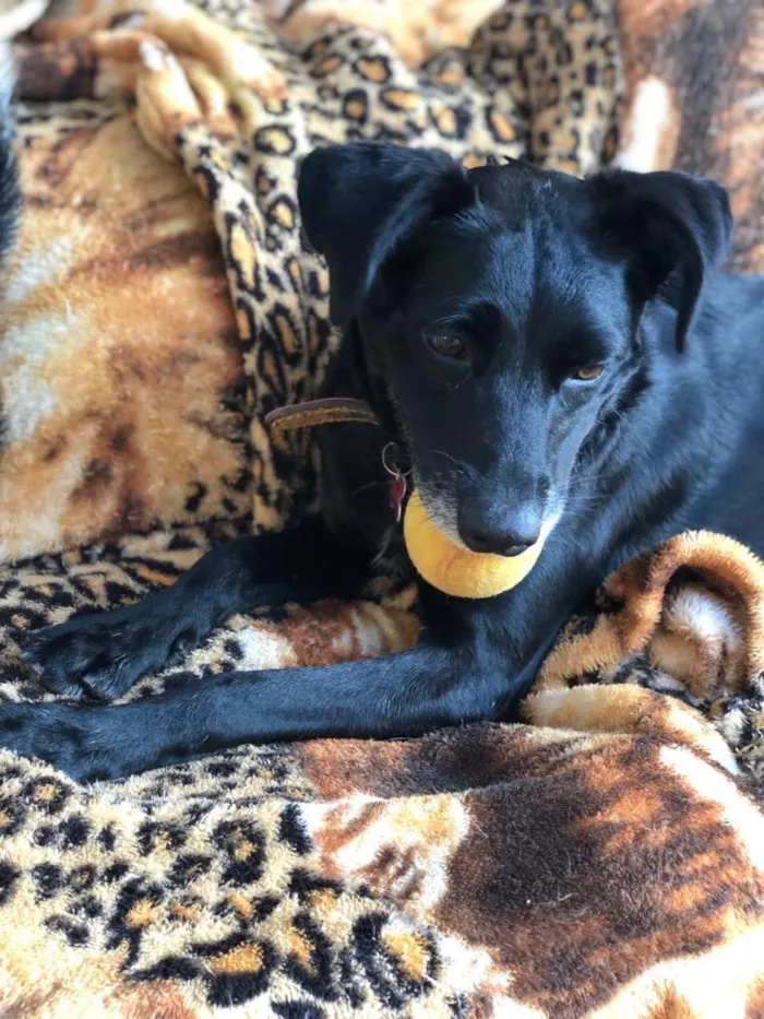 Cachorro ra a SRD  idade 3 anos nome Estela