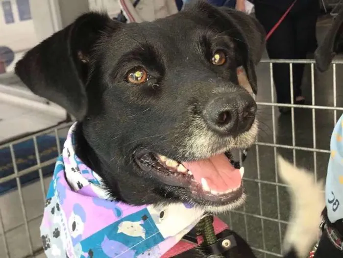 Cachorro ra a SRD  idade 3 anos nome Estela