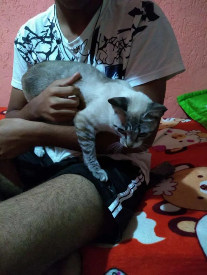 Gato raça  idade 2 anos nome Mel