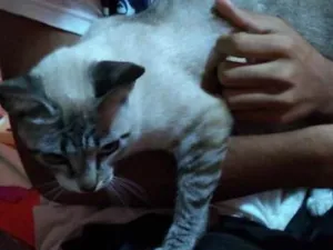 Gato raça  idade 2 anos nome Mel