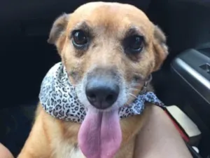 Cachorro raça SRD idade 3 anos nome AMELIE