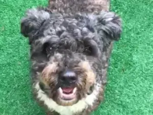 Cachorro raça SRD MIX POODLE  idade 5 anos nome AMANDA 