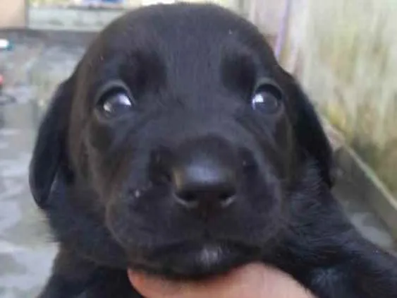 Cachorro ra a SRD idade Abaixo de 2 meses nome Lindos filhotinhos 