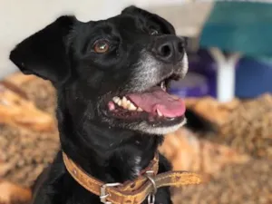 Cachorro raça Srd idade  nome Estela