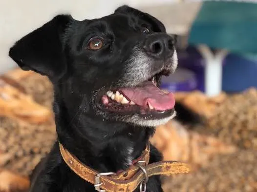 Cachorro ra a Srd idade  nome Estela