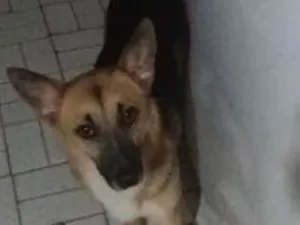 Cachorro raça Srd idade 7 a 11 meses nome Tom