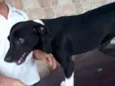 Chiquinho e Chiquinh