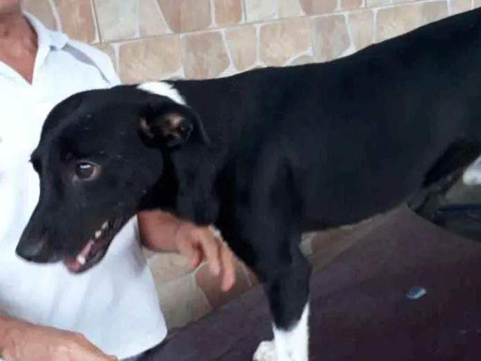 Cachorro ra a Vira lata idade 2 anos nome Chiquinho e Chiquinh