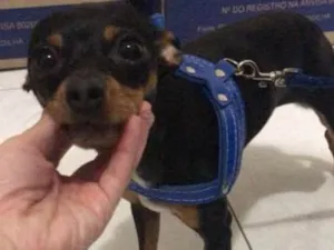 Cachorro raça Pinscher  idade 2 anos nome Luigi 