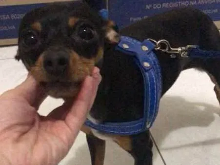 Cachorro ra a Pinscher  idade 2 anos nome Luigi 