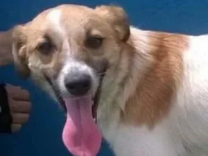 Cachorro raça SRD idade 1 ano nome MILY