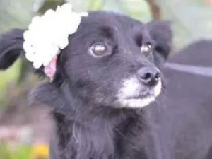 Cachorro raça SRD idade 1 ano nome MAEZINHA/PERNINHA