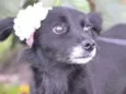 MAEZINHA/PERNINHA
