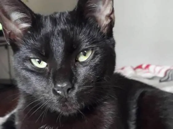 Gato ra a  idade 1 ano nome Leona