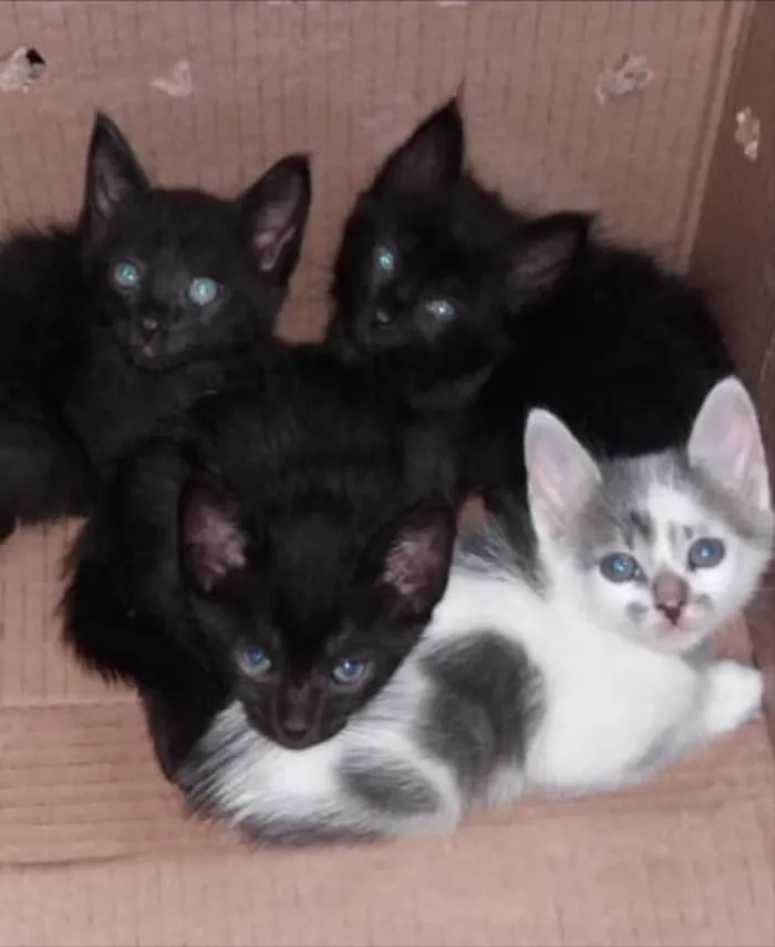 Gato ra a SRD idade 2 a 6 meses nome Theo e irmaos 