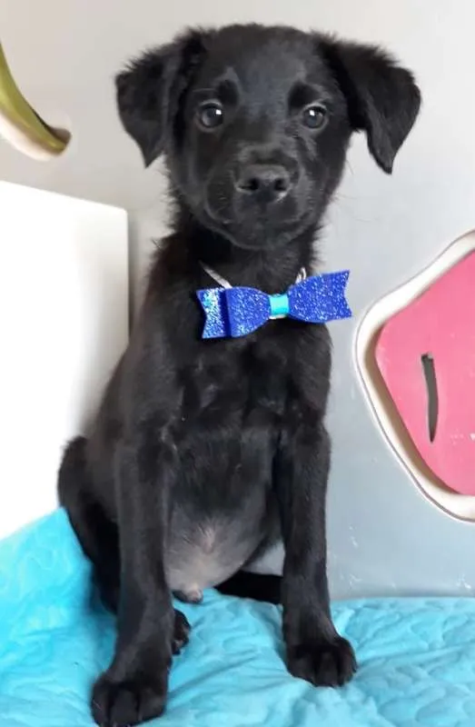 Cachorro ra a SRD idade 2 a 6 meses nome ONIX