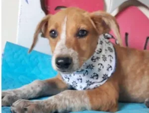 Cachorro raça SRD idade 2 a 6 meses nome ARMANI