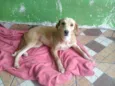 Pérola