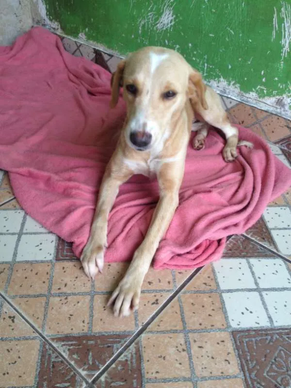 Cachorro ra a Indefinida  idade 1 ano nome Pérola