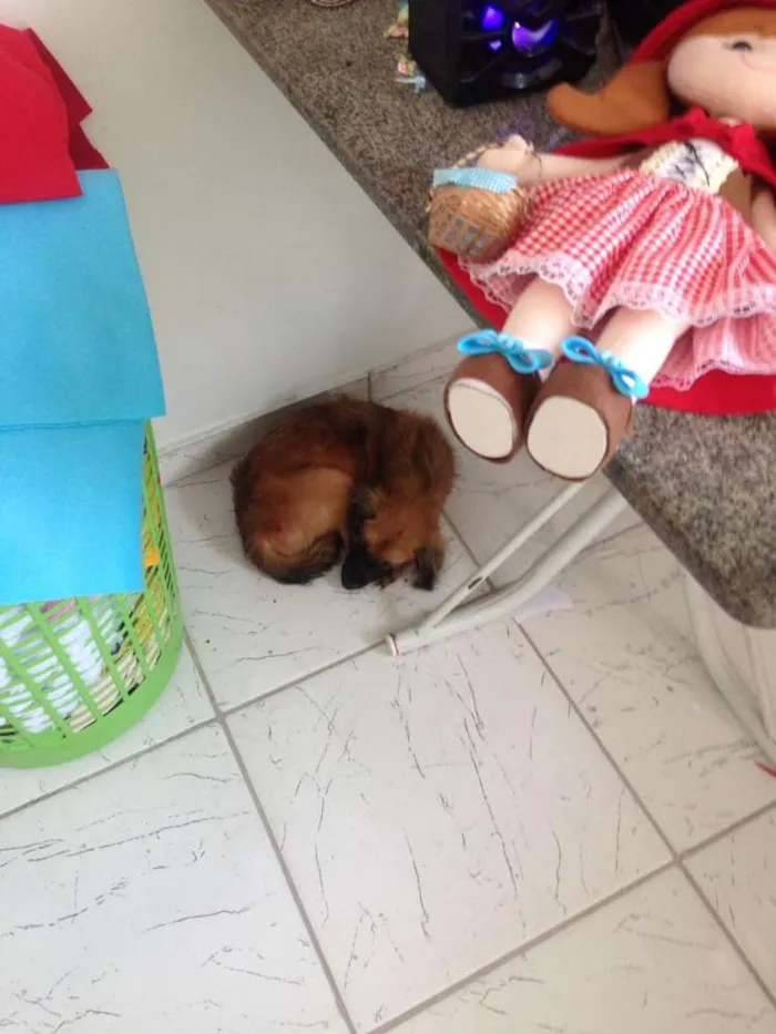 Cachorro ra a Não sei idade 7 a 11 meses nome Fox