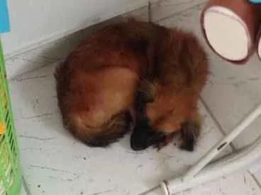 Cachorro ra a Não sei idade 7 a 11 meses nome Fox