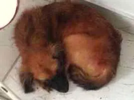 Cachorro raça Não sei idade 7 a 11 meses nome Fox