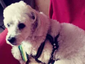 Cachorro raça Poodle idade 4 anos nome Billy